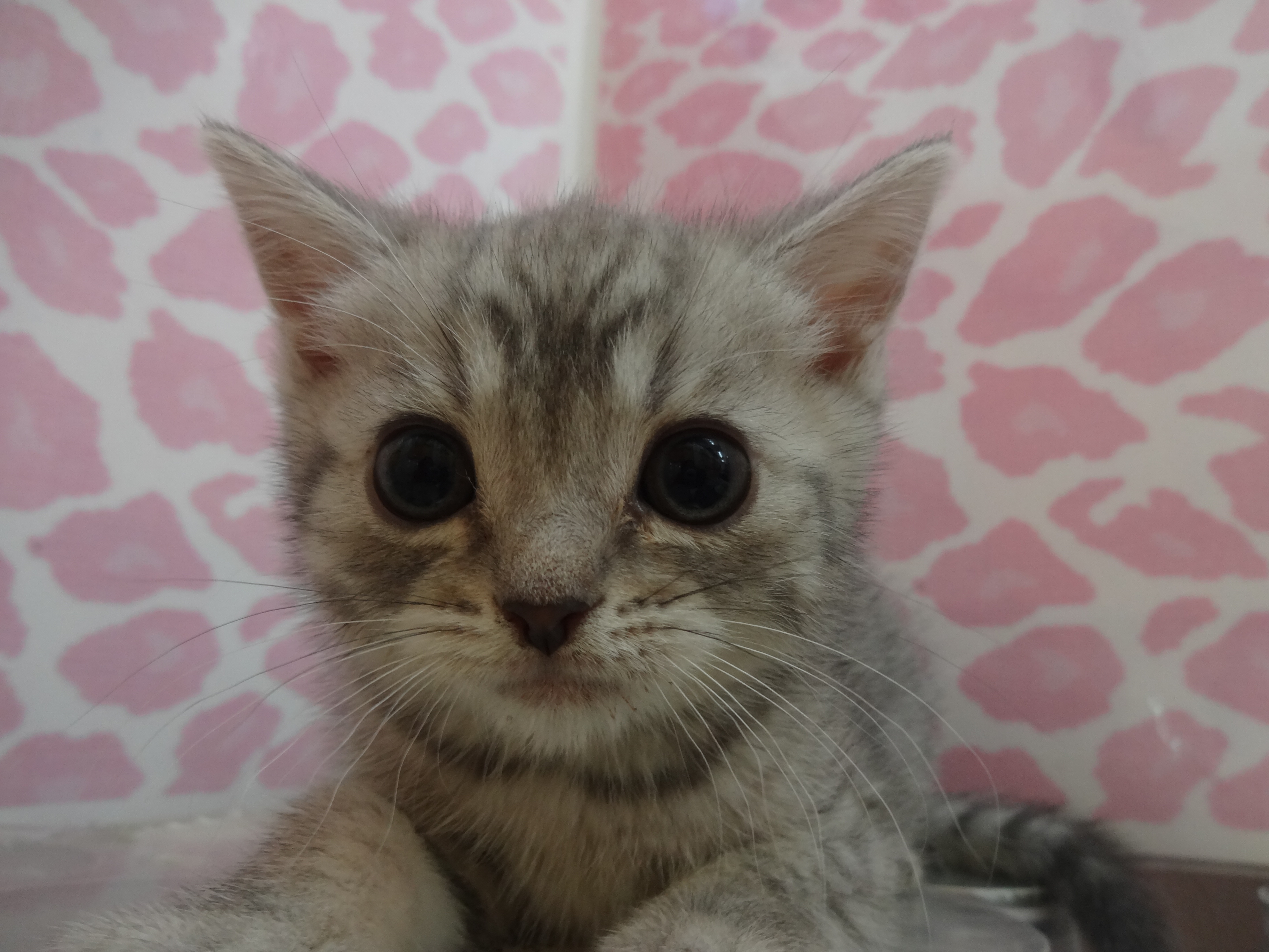 飼い主様お写真