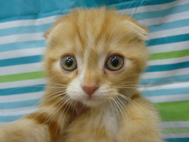 飼い主様お写真