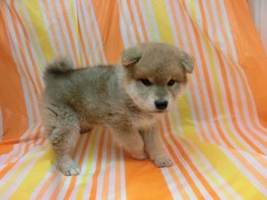 柴犬