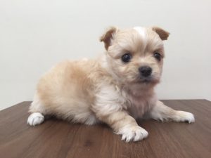チワワ（ロング）　