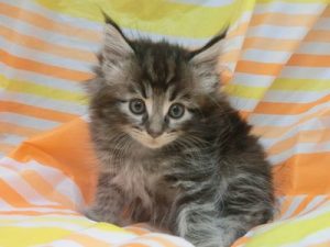 ノルウェージャンフォレストキャット
