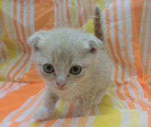 飼い主様お写真