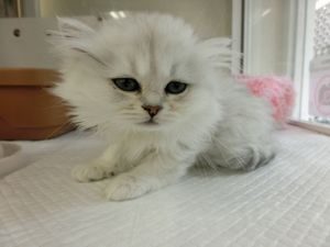 ペルシャ