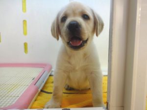 ラブラドールレトリバー