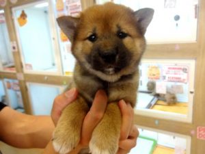 柴犬　