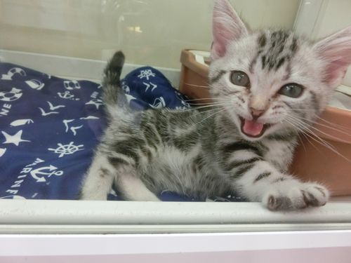 飼い主様お写真