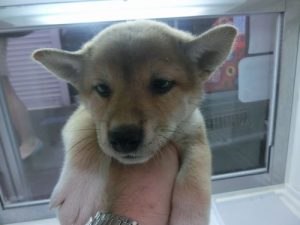 柴犬