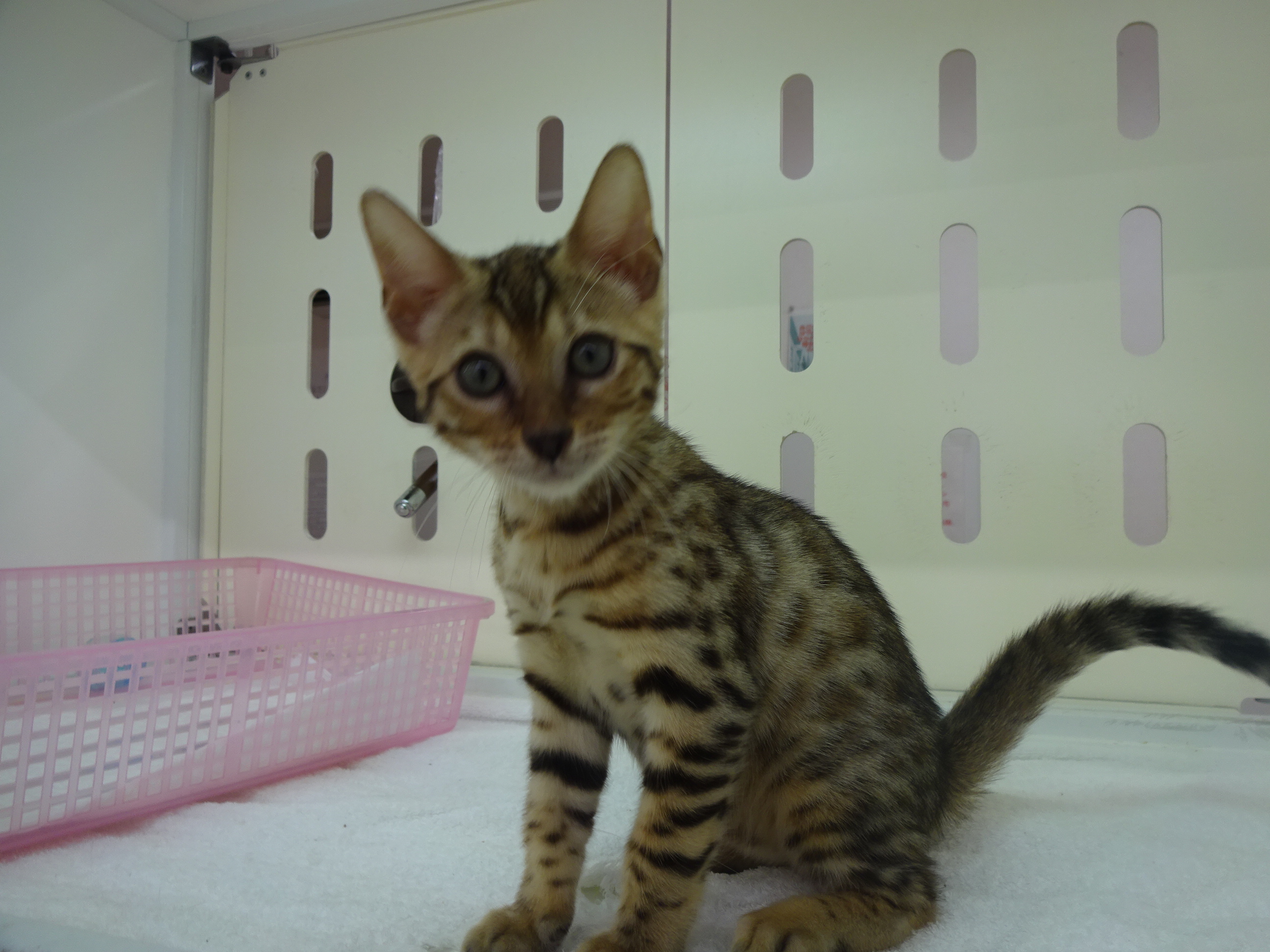 飼い主様お写真