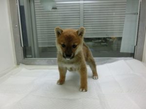 柴犬
