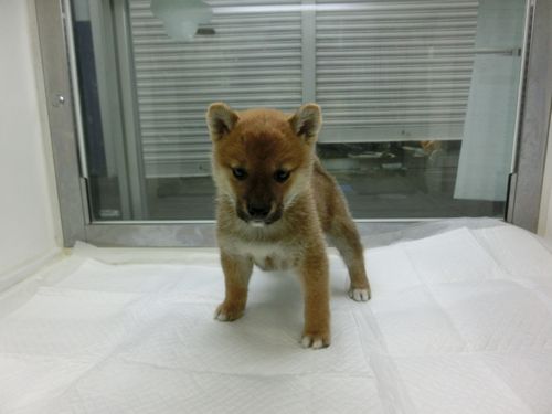 柴犬