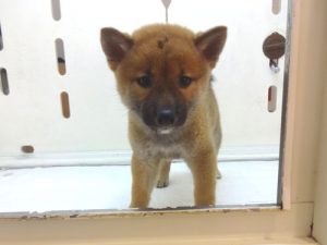 柴犬