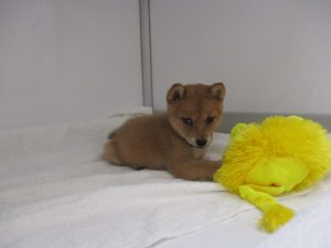 柴犬