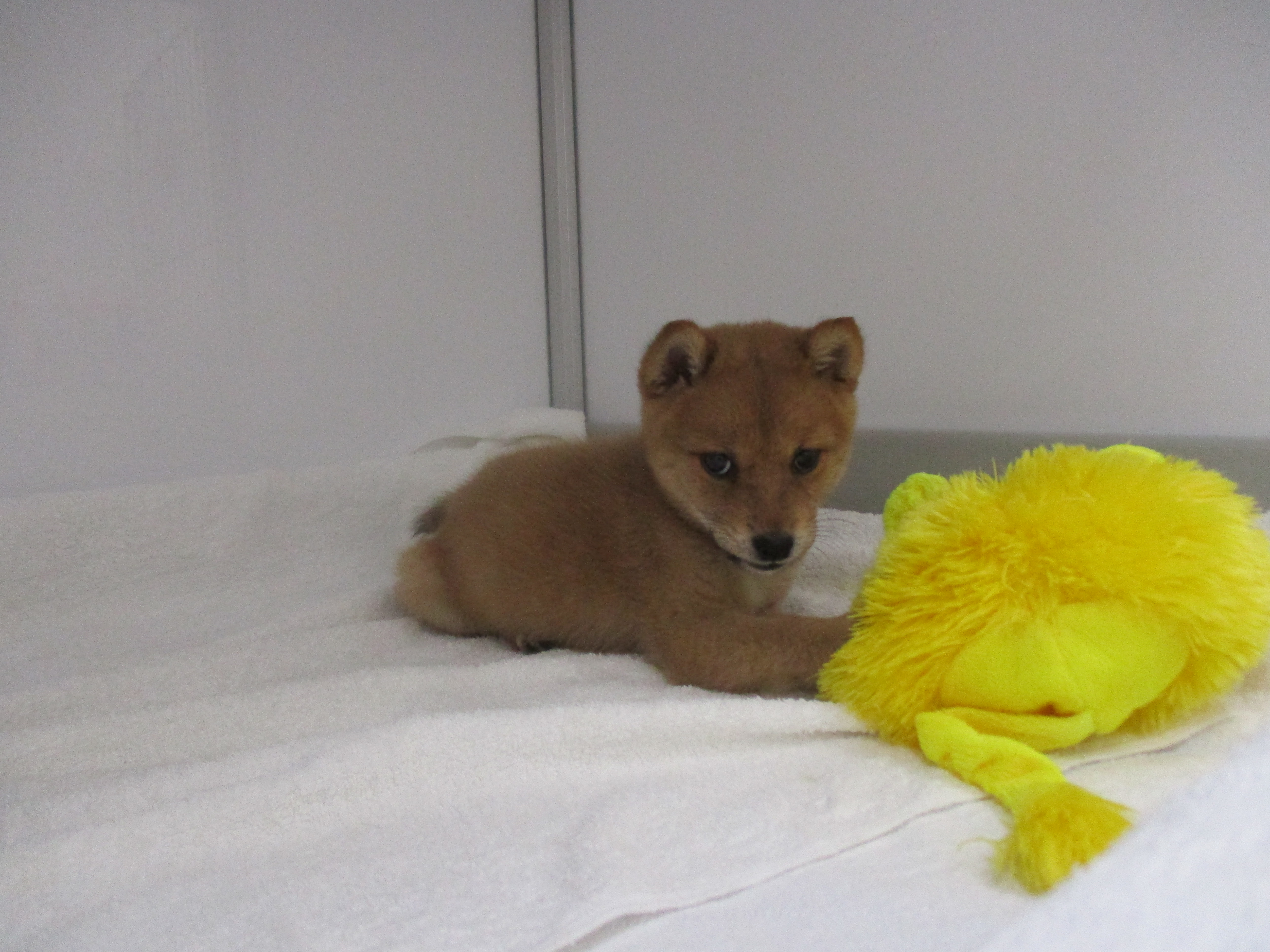 柴犬