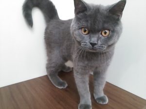 ブリティッシュショートヘアー　