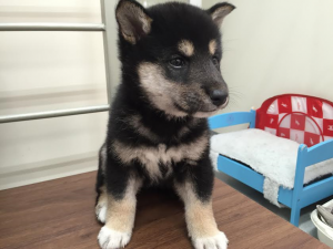 柴犬