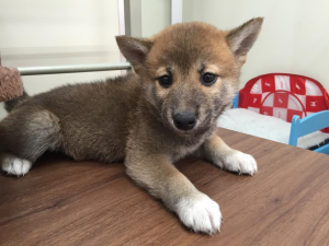 柴犬　