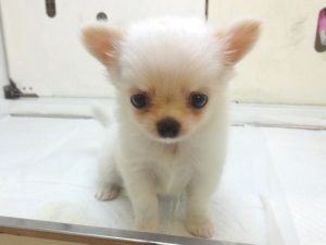 チワワ(ロング)　