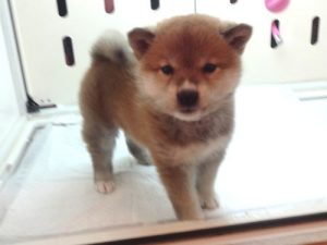 柴犬