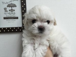 マルチーズ　