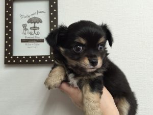 チワワ（ロング）　