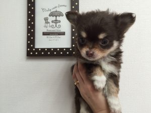 チワワ（ロング）　