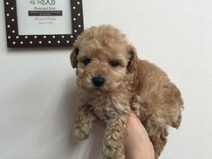 トイプードル　