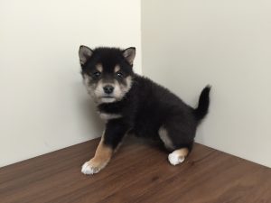 柴犬3