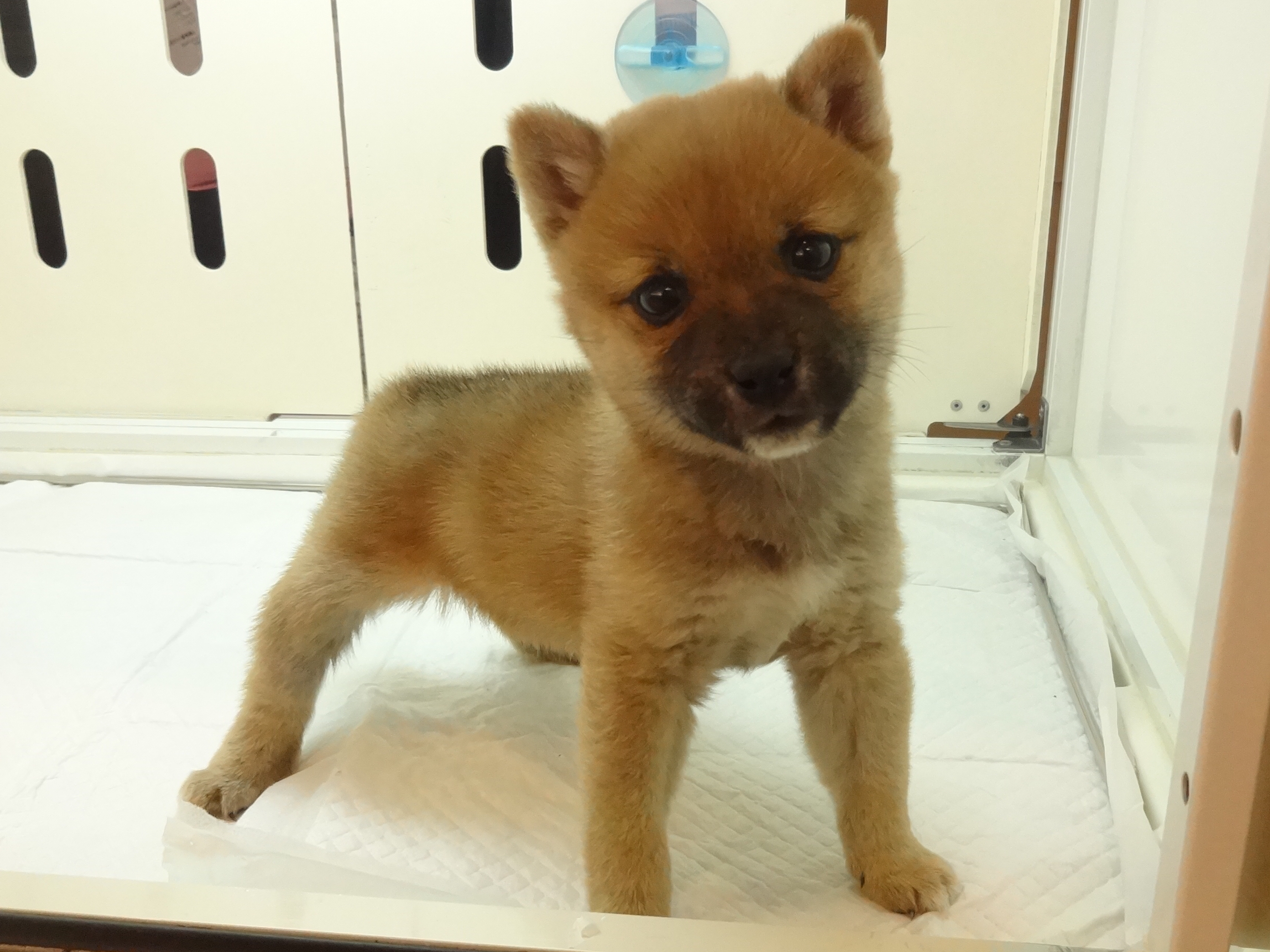 柴犬