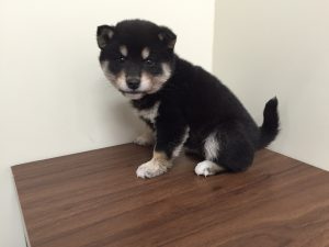 柴犬