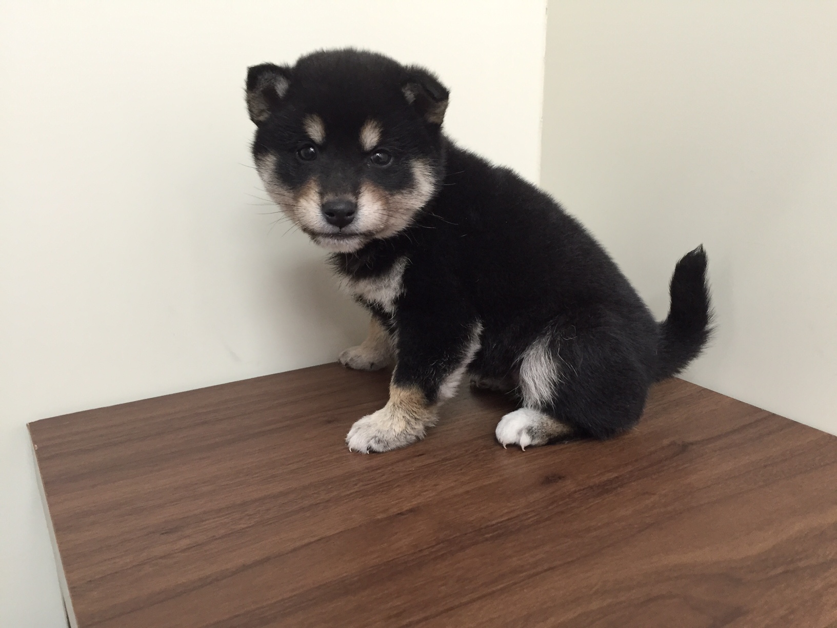 柴犬