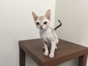 シンガプーラ