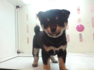 柴犬