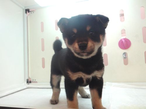 柴犬