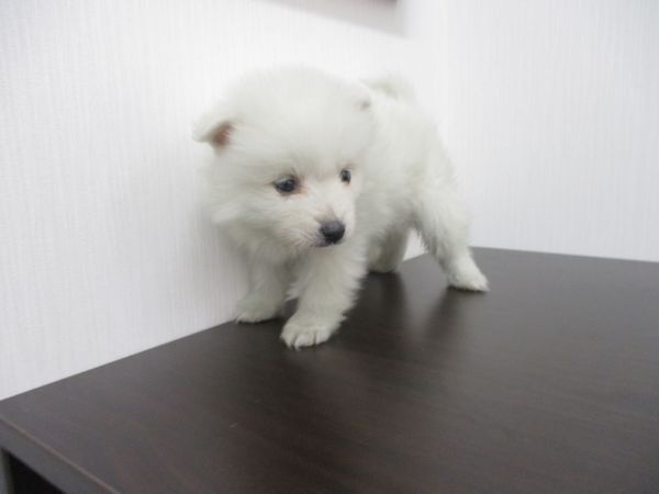 飼い主様お写真