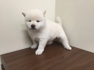 柴犬