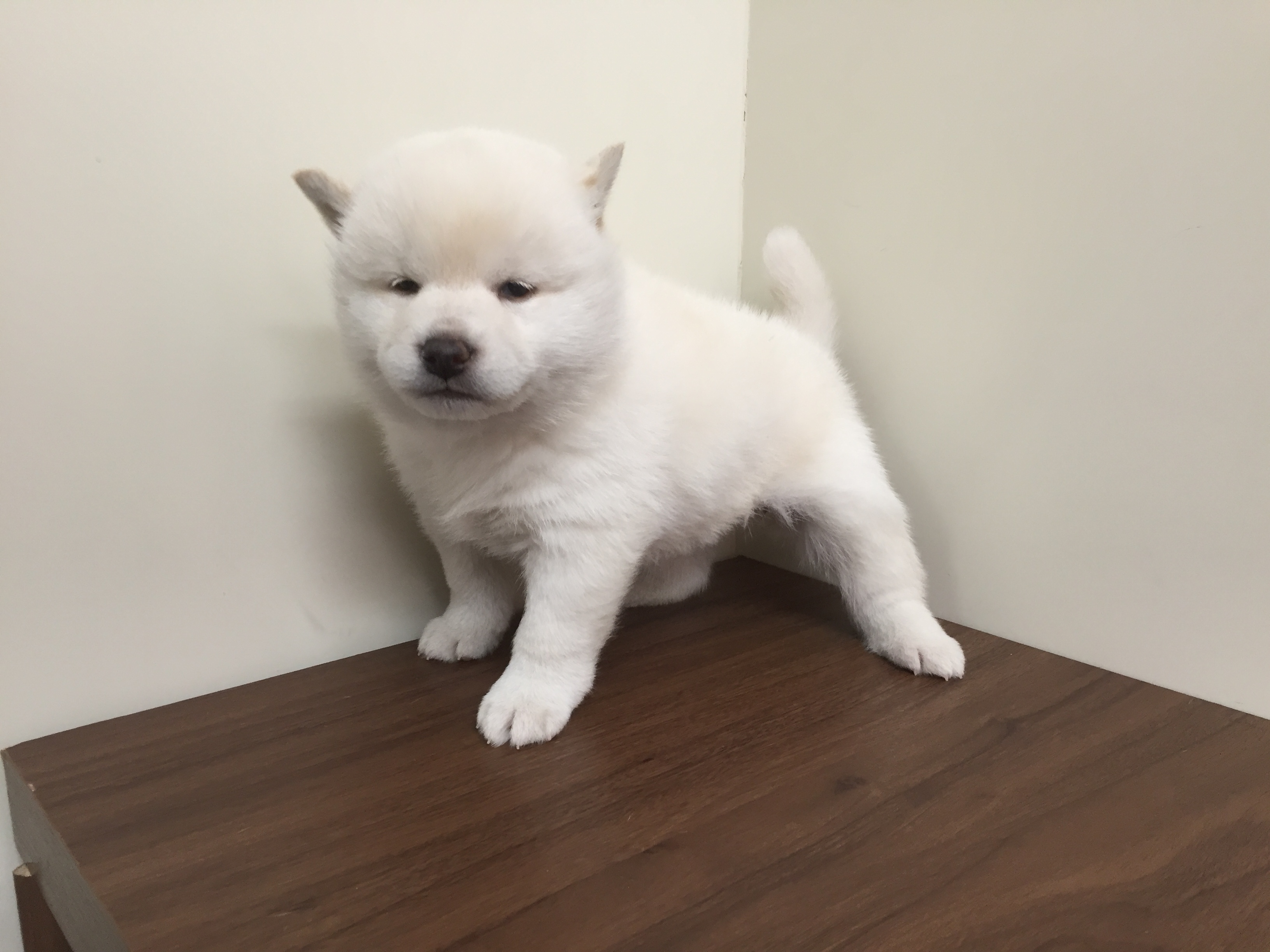 柴犬