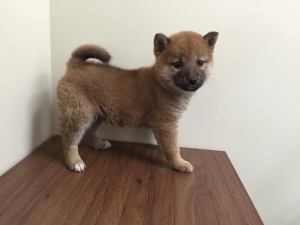 柴犬　