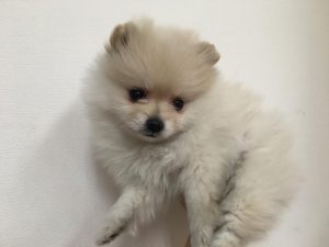 ポメラニアン