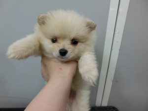 ポメラニアン　