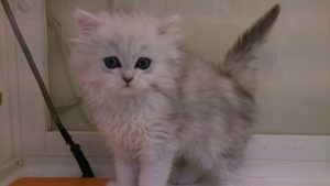 ペルシャ￥198000 5/9迄 表示価格より10％off