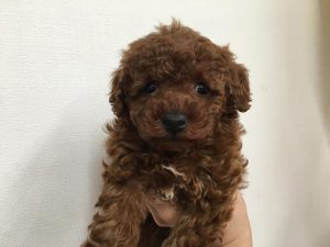 トイプードル　