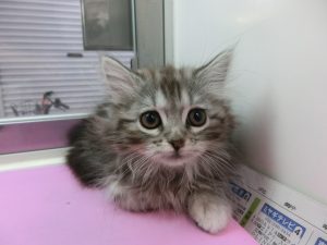 スコティッシュフォールド