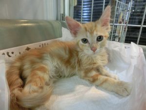 ノルウェージャンフォレストキャット