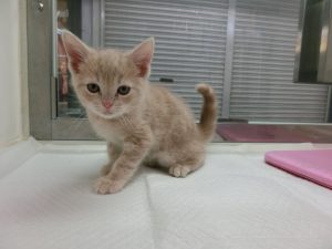 スコティッシュフォールド（立耳）￥168000