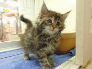 ノルウェージャンフォレストキャット　