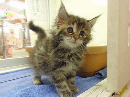 ノルウェージャンフォレストキャット