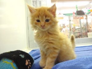 ノルウェージャンフォレストキャット