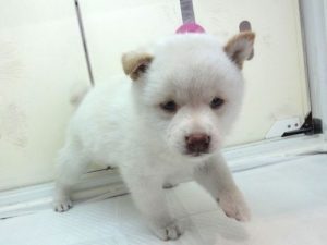 柴犬