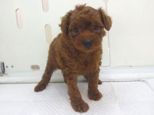 トイプードル5/12迄　売約済み　5/6　一関店