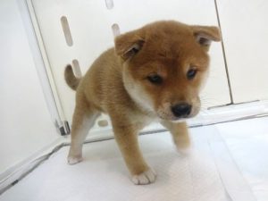 柴犬　